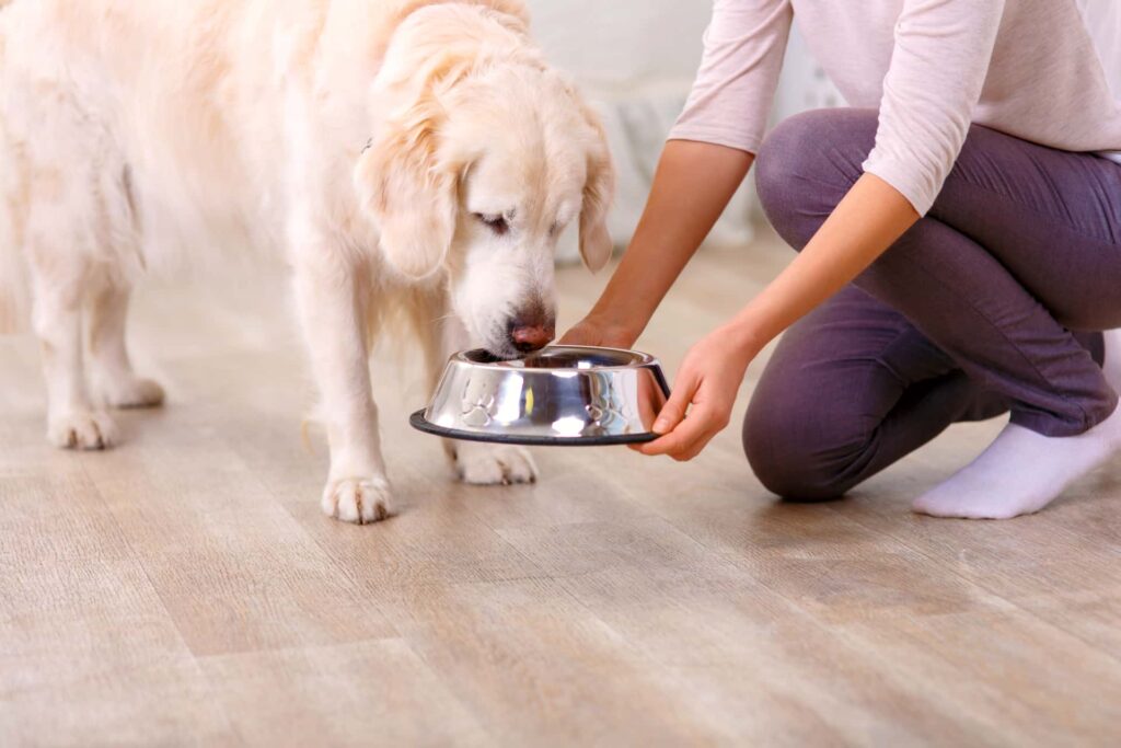 Best Non-Tip-Over Bowl for Your Big Dog
