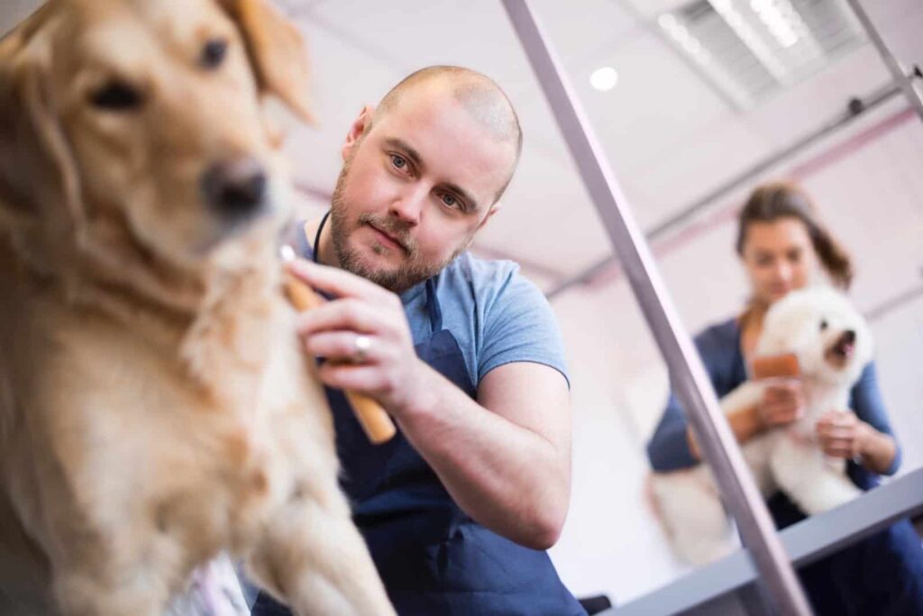 City & Guilds Mobile Grooming