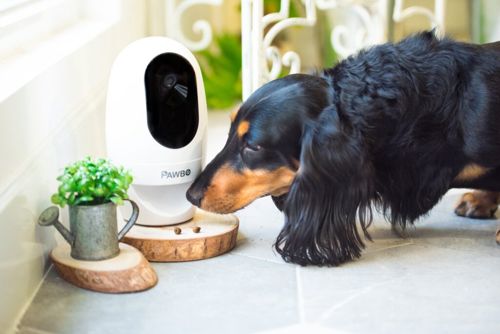 Pawbo+ Wi-Fi Pet Camera Feeder (with Laser Game)