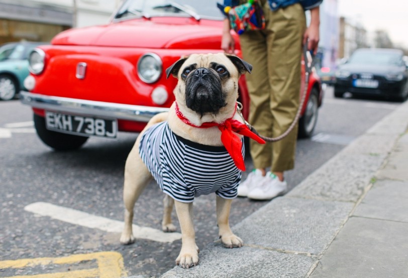 Pets in Style – Notting Hill