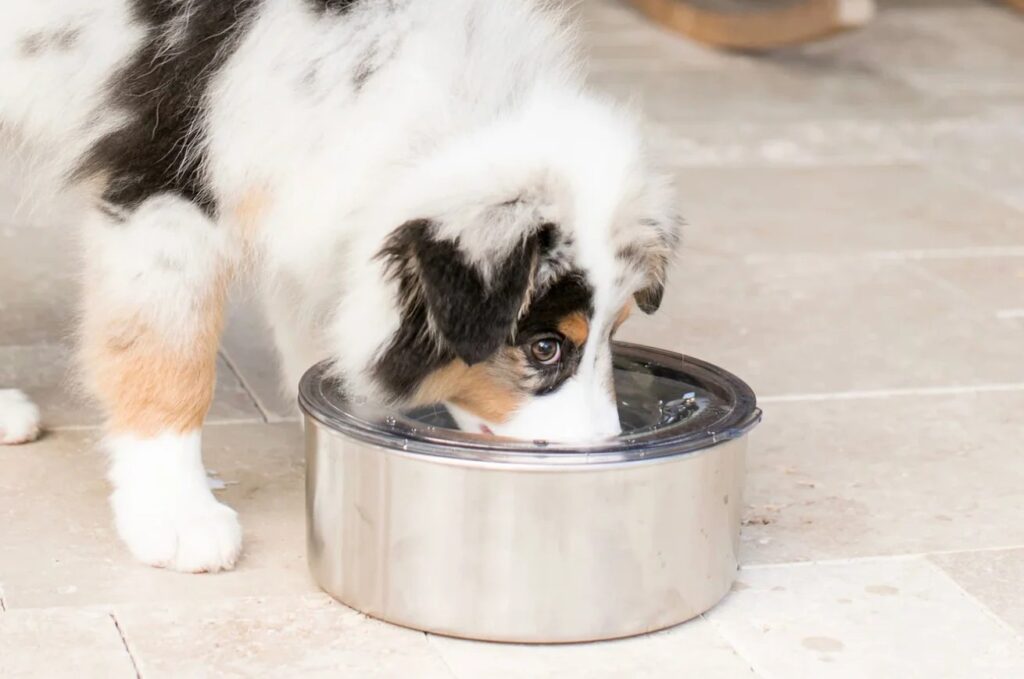 Slopper Stopper Dripless Water Bowl