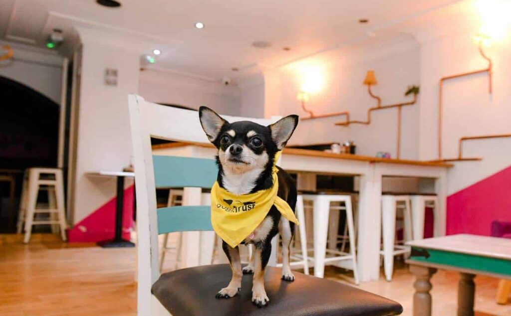 The Dog House Islington