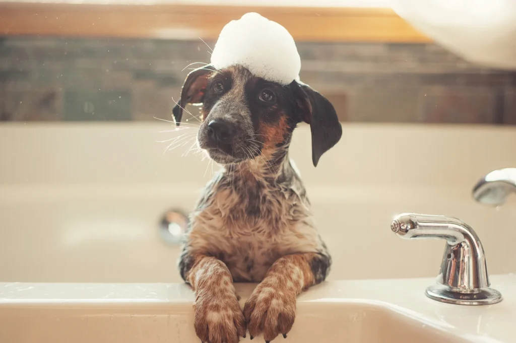 The Dog Spa Chelsea