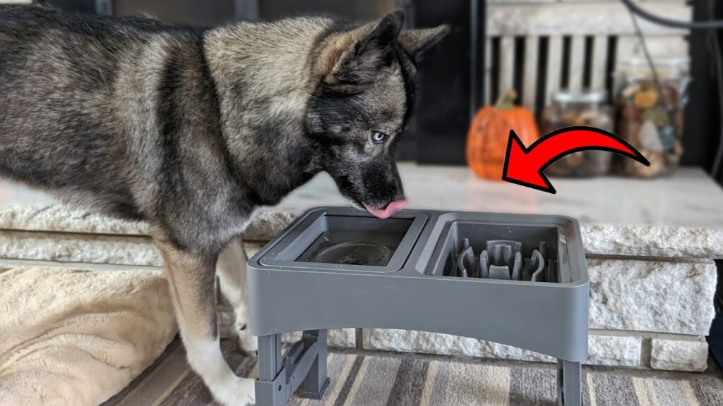 UPSKY Elevated Dog Bowl With Splash Catcher