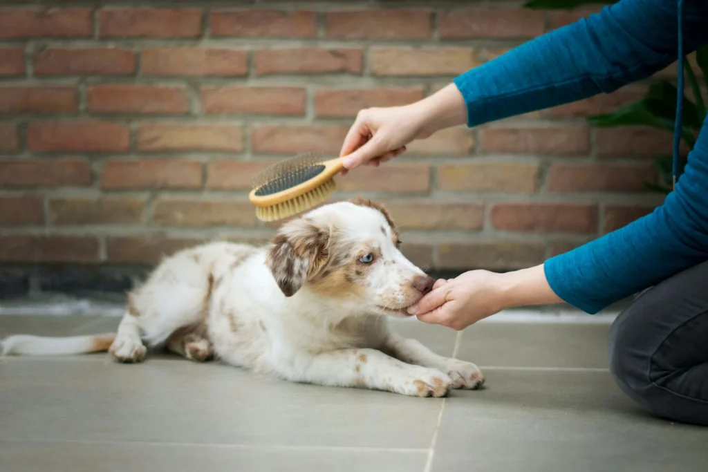 Odor Control Secrets from Pet Owners