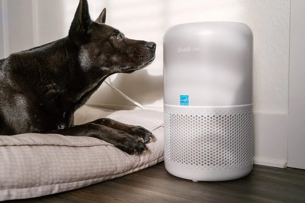 Best Products for Pet Odor Control in Small Spaces
