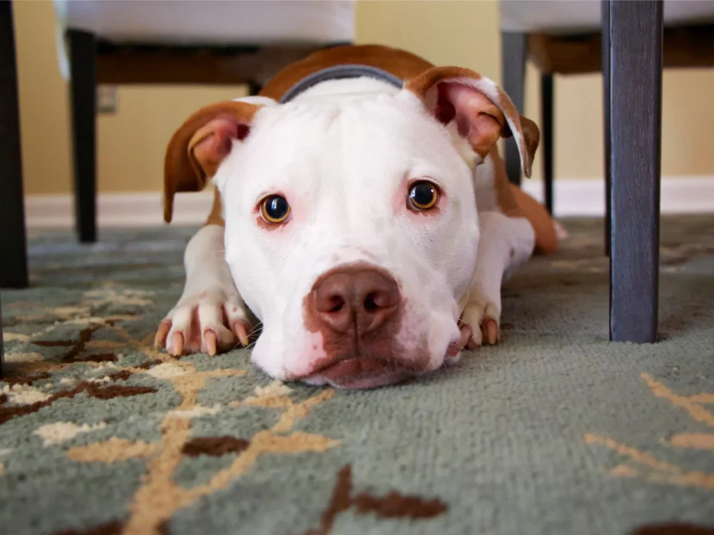 Common Causes of Pet Odors in Small Spaces