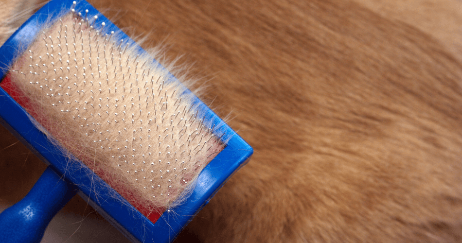 Pet Hair Cleaning Fabric Specific