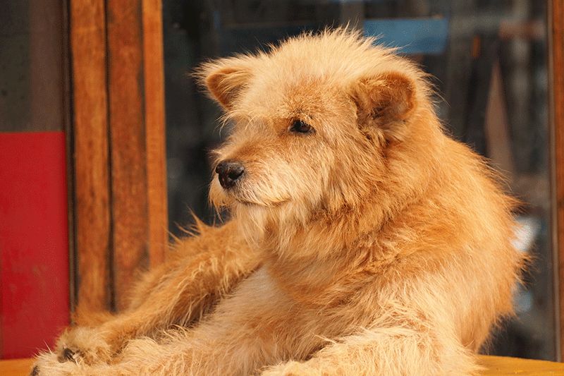 Pet Hair Prevention Hacks