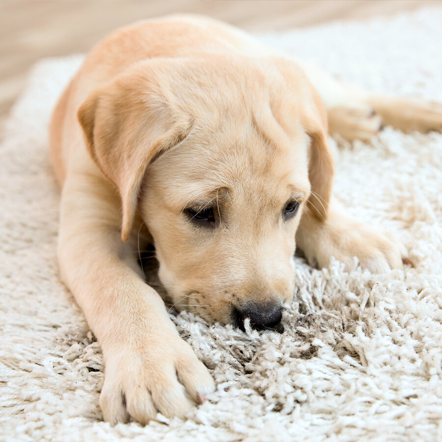 remove pet stains from carpets