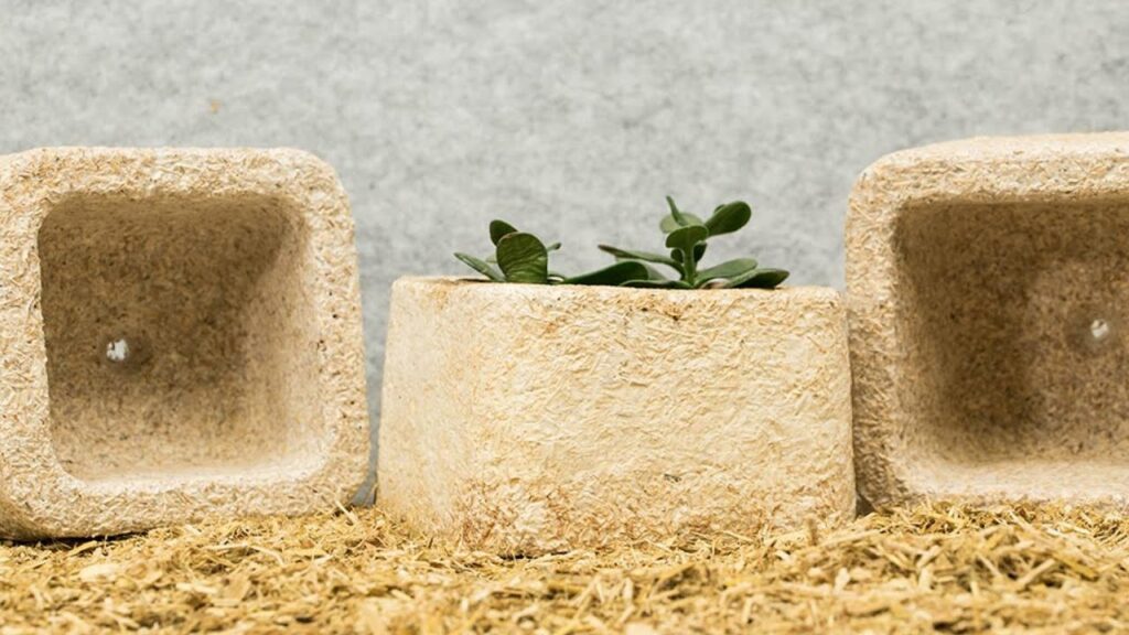 Mycelium – Mushroom-Based Packaging with a Future