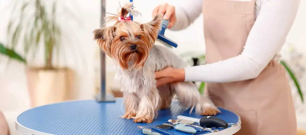 Regular Grooming Routines Matter