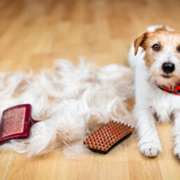 What Tools Actually Reduce Pet Shedding Mess