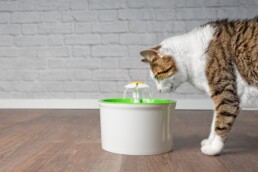 Pet Water Fountains
