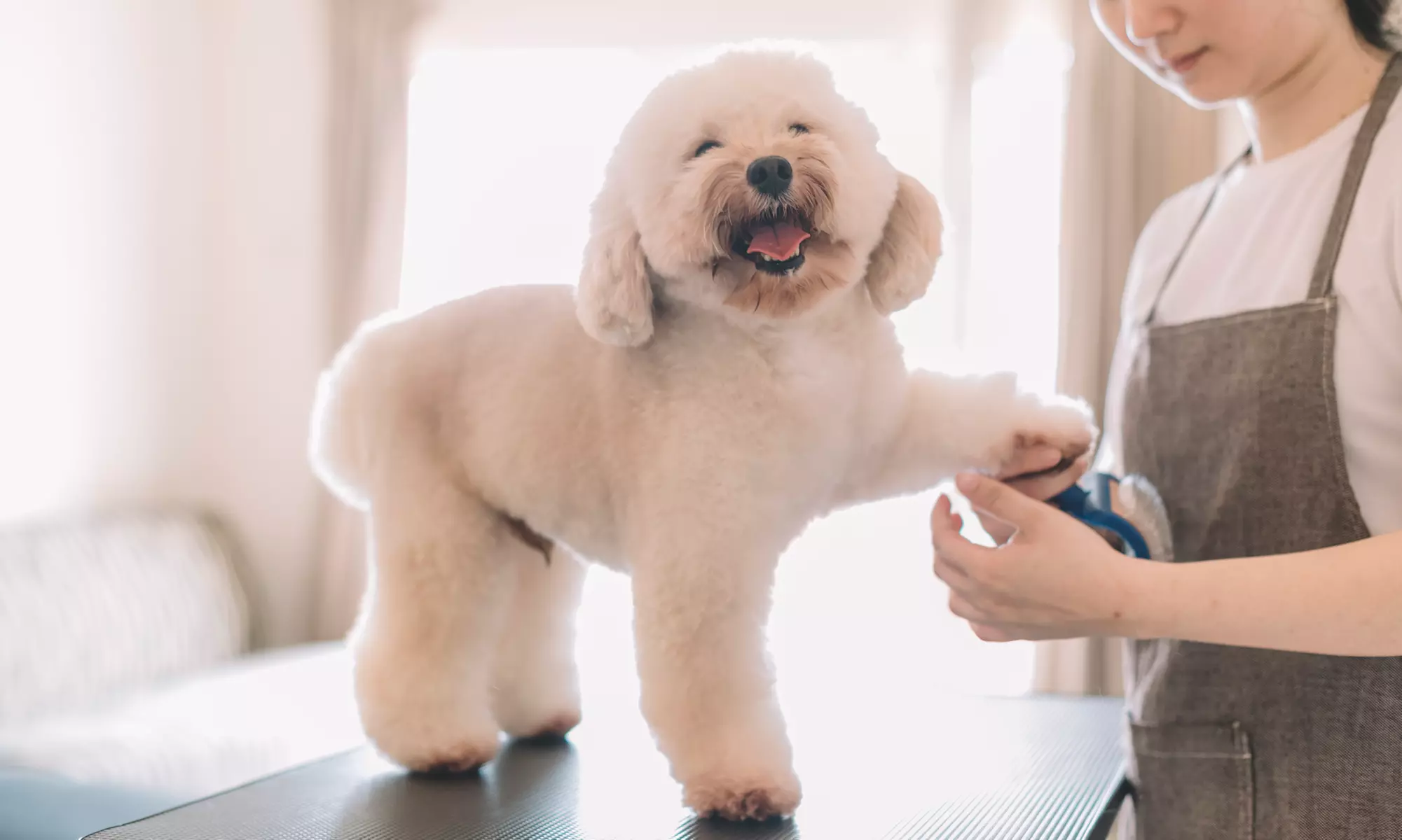Pet Grooming London Services