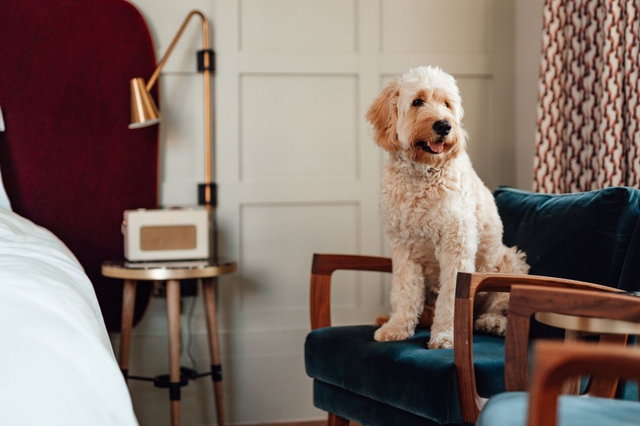 Handle Pet Odors in Small Spaces
