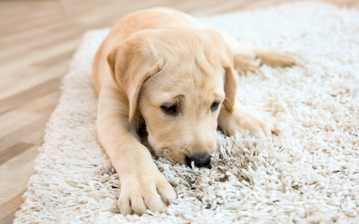 remove pet stains from carpets