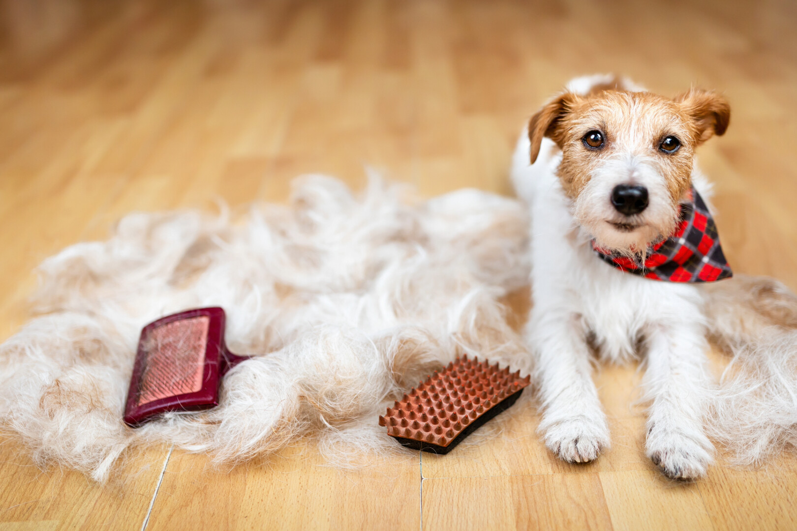 What Tools Actually Reduce Pet Shedding Mess