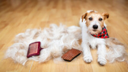 What Tools Actually Reduce Pet Shedding Mess